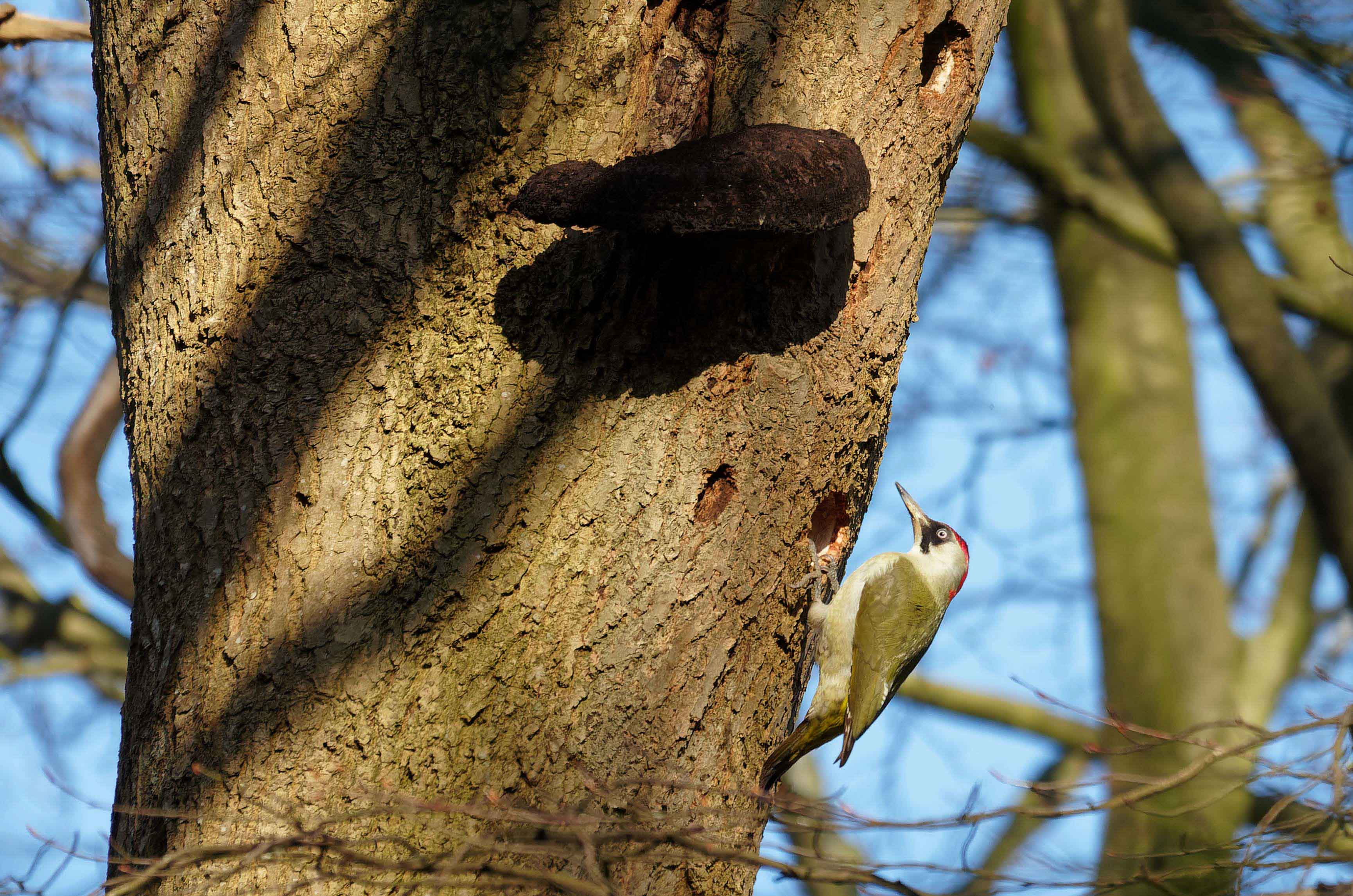 un pic vert, un oiseau parmi la biodiversité de la ferme